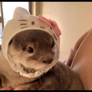 Meet your Posher, Lena